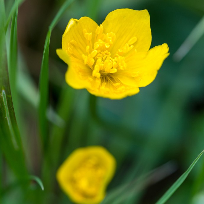 Nahaufnahme einer gelben Blume. Dabei handelt es sich um die Sumpfdotterblume. (vergrößerte Bildansicht wird geöffnet)