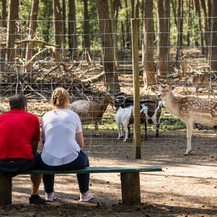 Ein Mann und eine Frau sitzen auf einer Bank. Der Kamera kehren sie ihren Rücken zu. Sie schauen in Gehege mit Hirschen und Ziegen. (vergrößerte Bildansicht wird geöffnet)