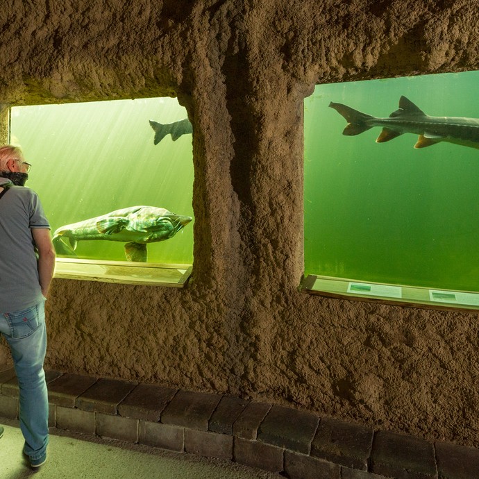 Zwei Fenster umgeben von hellbraunem Sandstein. Hinter den Scheiben schwimmen große Fische in einem Aquarium. (vergrößerte Bildansicht wird geöffnet)