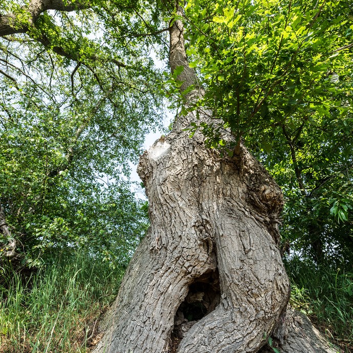 Ein knorriger Stamm einer alten Eiche. Der graue Stamm zeigt tiefe Furchen, das Laub ist üppig und grün. (vergrößerte Bildansicht wird geöffnet)