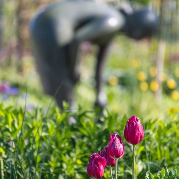 Im Fokus befinden sich rosa-rote Tulpen. Im Hintergrund sind verschwommen weitere Teile des Gartens zu erkennen. (vergrößerte Bildansicht wird geöffnet)