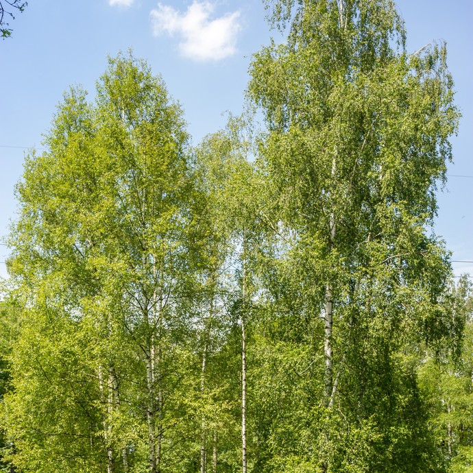 Auf einer grünen Wiese ist eine ringförmige Gruppe aus Birken. (vergrößerte Bildansicht wird geöffnet)
