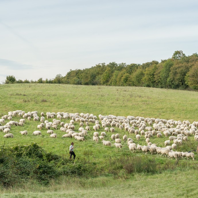 Eine Schafherde grast auf einem grünen Hügel. Im Vordergrund läuft ein Schäfer. (vergrößerte Bildansicht wird geöffnet)