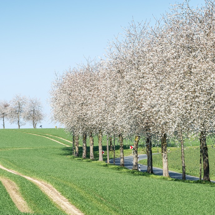 Ein Feldweg führt durch die grüne Landschaft. Rechts des Weges ist eine Reihe von weiß blühenden Kirschbäumen. (vergrößerte Bildansicht wird geöffnet)
