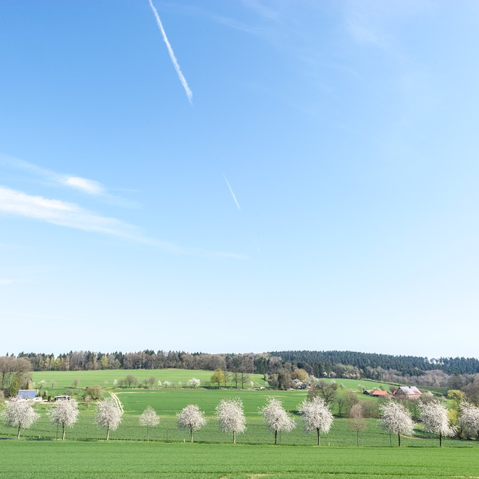 Blick bei strahlend blauem Himmel auf das Tal. Im Vordergrund ist eine Reihe von weiß blühenden Kirschbäumen. (vergrößerte Bildansicht wird geöffnet)