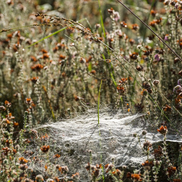Mitten in der Feuchtheide baut die Baldachspinne gerne ihr Spinnennetz. (vergrößerte Bildansicht wird geöffnet)