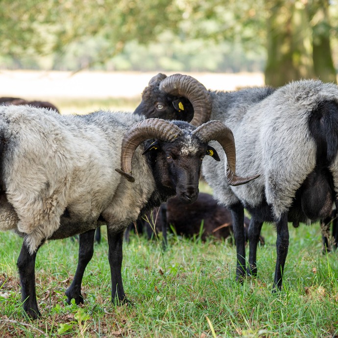 Eine Schafherde. Ein Schaf schaut in die Kamera. Es hat graues Fell, schwarze Beine und große Hörner. (vergrößerte Bildansicht wird geöffnet)