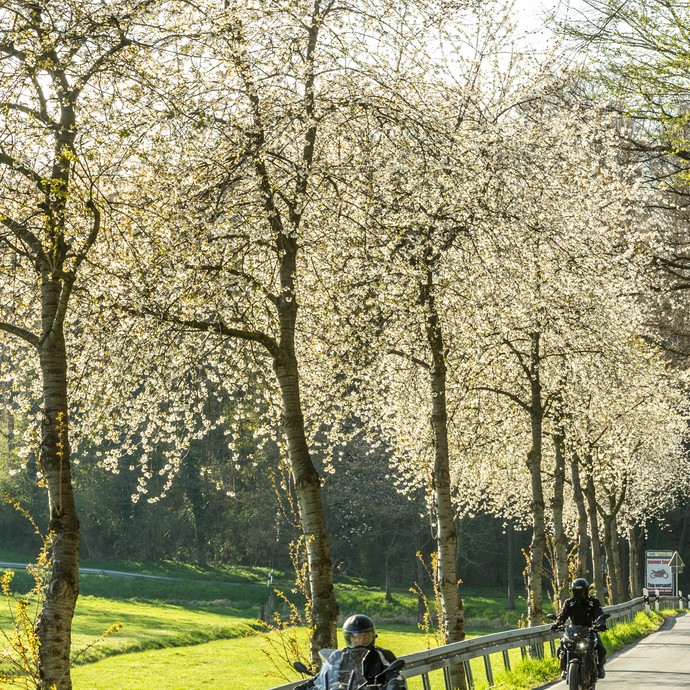 Blick auf eine Kirschbaumallee. Auf der Straße fahren zwei Menschen auf Motorrädern. (vergrößerte Bildansicht wird geöffnet)