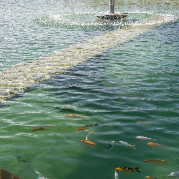 Im Vordergrund schwimmen unter der Wasseroberfläche bunte Fische in einem Teich. Im Hintergrund ist eine Wasserfontäne. (vergrößerte Bildansicht wird geöffnet)