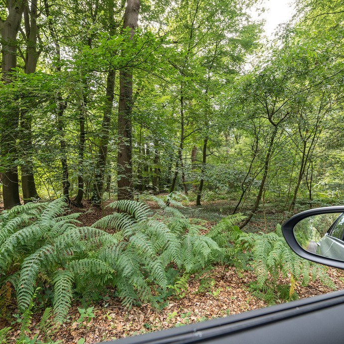 Das Foto wurde aus einem Auto heraus aufgenommen. Es zeigt einen Wald mit grünen Pflanzen und Bäumen. (vergrößerte Bildansicht wird geöffnet)