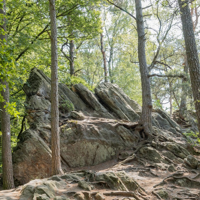Im Vordergrund ragen Baumwurzeln aus dem Waldboden hervor. Im Mittelpunkt sind graue Felsen. Sie sind von hohen Bäumen umgeben. (vergrößerte Bildansicht wird geöffnet)
