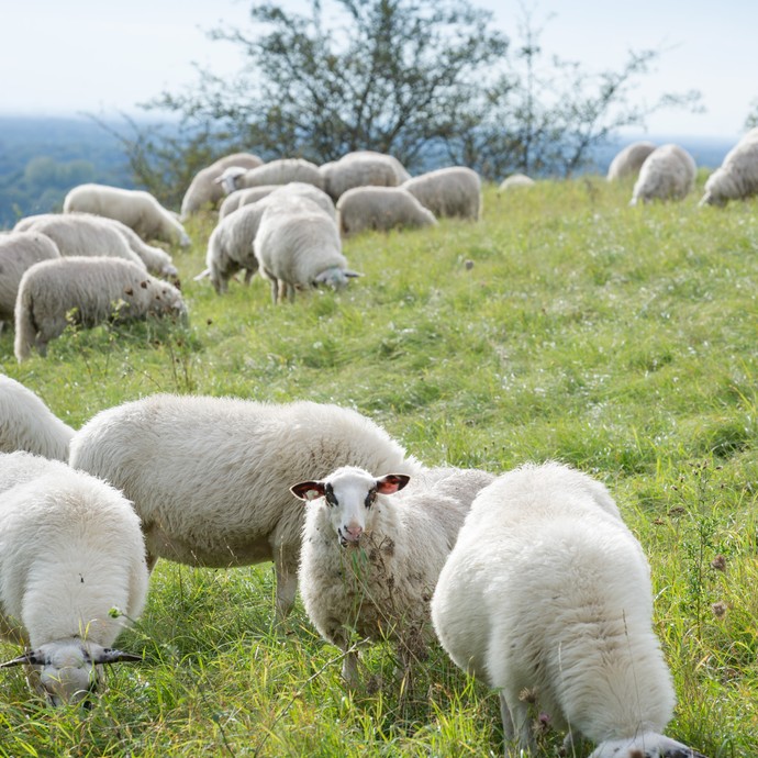 Ein Schaf schaut direkt in die Kamera. Die übrigen Schafe fressen das Gras am Boden. Die Schafe grasen mehrmals im Jahr auf dieser Wiese. (vergrößerte Bildansicht wird geöffnet)