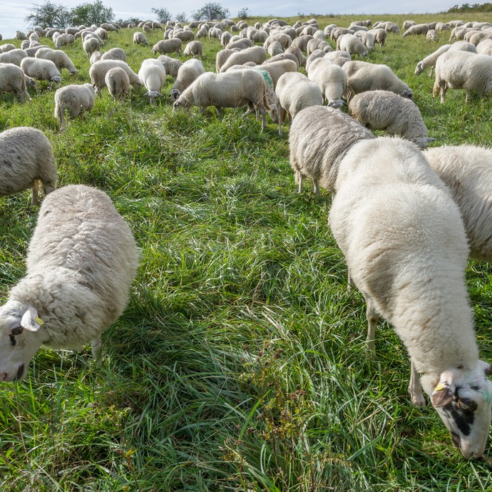 Die Schafe fressen das Gras am Boden. Die Schafe haben fast alle ein helles Fell. Nur einige von ihnen haben kleine dunkle Stellen am Kopf. (vergrößerte Bildansicht wird geöffnet)