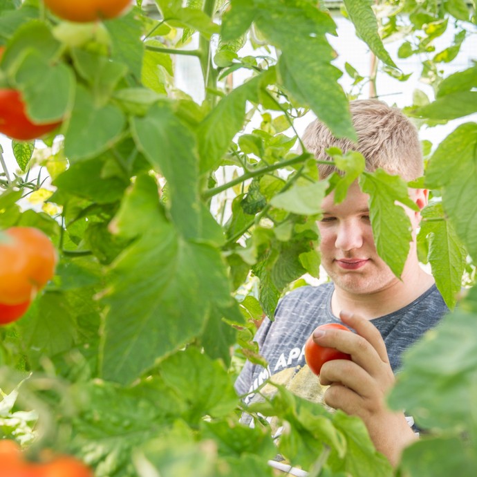 Hinter grünen Blättern schaut sich Justin Liepack eine rote Tomate an. Er ist Azubi auf dem Hof. (vergrößerte Bildansicht wird geöffnet)