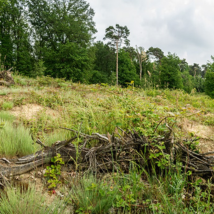 Panoramaaufnahme einer Düne im Naturschutzgebiet. Der Boden ist sandig und teilweise mit Gras bewachsen. (vergrößerte Bildansicht wird geöffnet)