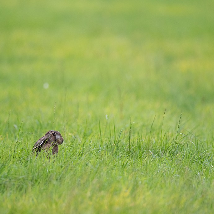 Ein Hase sitzt auf einer Wiese mit hohen grünen  Gräsern. Er hat die Ohren angelegt und schaut über die Gräser. (vergrößerte Bildansicht wird geöffnet)