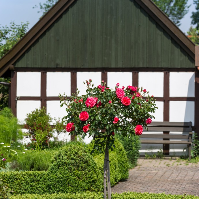Im Vordergrund ist eine Rosenpflanze mit roten Blüten. Im Hintergrund ist ein Fachwerkhaus. (vergrößerte Bildansicht wird geöffnet)