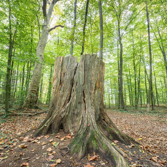 Ein großer Baumstumpf. In diesem Wald wurden vor vielen Jahren exotische Bäume gepflanzt. Dazu gehörte diese Weymouthkiefer. (vergrößerte Bildansicht wird geöffnet)