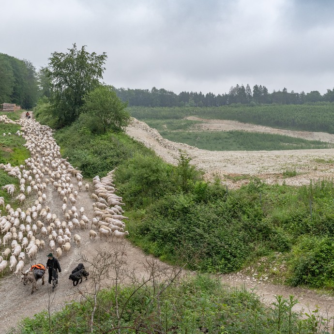 Blick von oben auf die Schafherde und Jürgen Schienke. Er führt die Schafe zu den Weidegründen am Hermannsweg. (vergrößerte Bildansicht wird geöffnet)