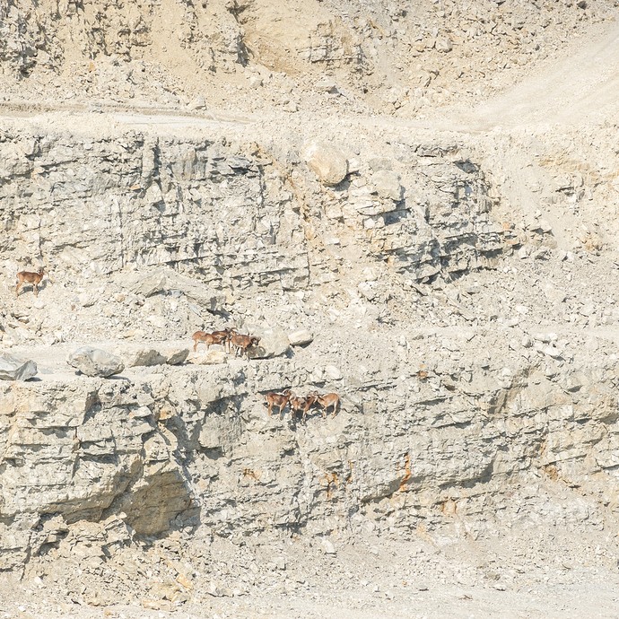 Blick von oben auf die freilebenden Mufflons. Sie befinden sich gerade im Calcis-Steinbruch. (vergrößerte Bildansicht wird geöffnet)