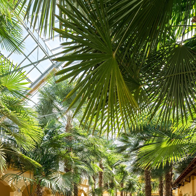 Blick in eine Allee von sehr großen Palmen. Zwei Frauen laufen durch die Allee. (vergrößerte Bildansicht wird geöffnet)