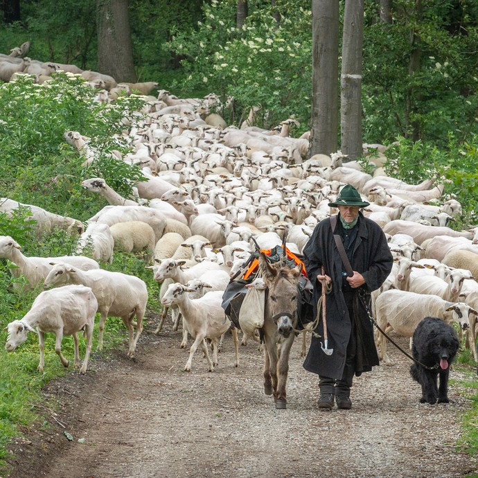 Jürgen Schienke führt die Schafherde an. Neben ihm laufen ein Esel und ein Schäferhund mit dunklem Fell. (vergrößerte Bildansicht wird geöffnet)