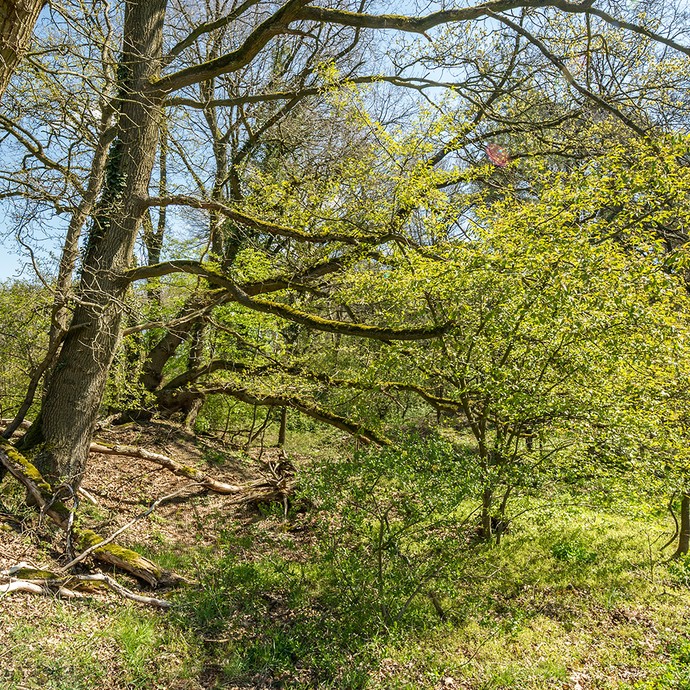 Große Laubbäume und niedrige Büsche bilden eine Grenze. Ein Schild rechts zeigt, hier ist ein Naturschutzgebiet. (vergrößerte Bildansicht wird geöffnet)