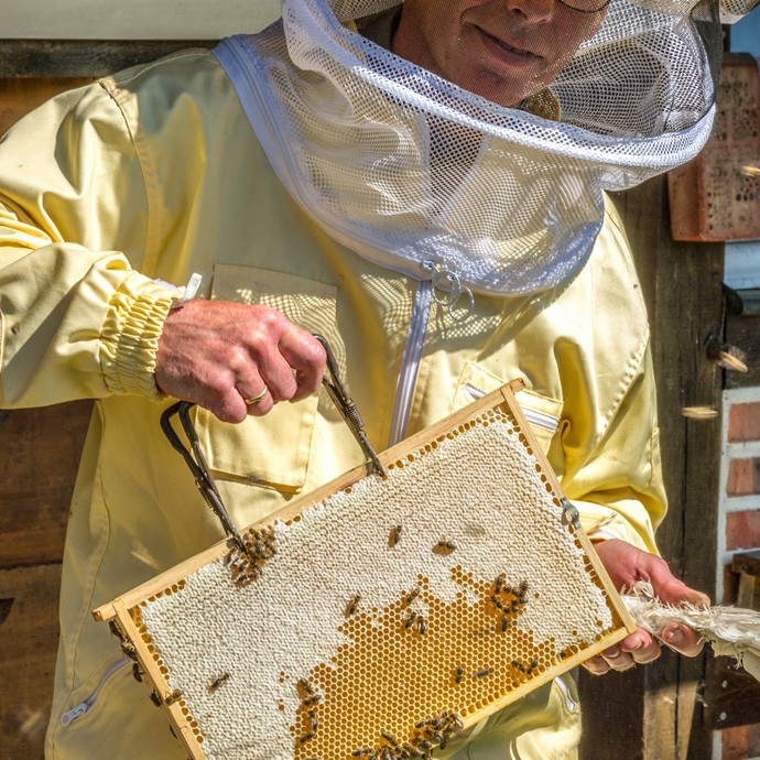 Ein Imker in Schutzkleidung hält einen Teil eines Bienenstockes in der Hand. An den Honigwaben fliegen und krabbeln Bienen. (vergrößerte Bildansicht wird geöffnet)