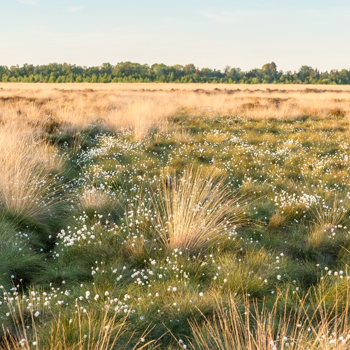 Blick über das Recker Moor. Der Boden besteht aus dichtem grünen Gras, weißem Wollgras und langen gelblichen Gräsern. (vergrößerte Bildansicht wird geöffnet)