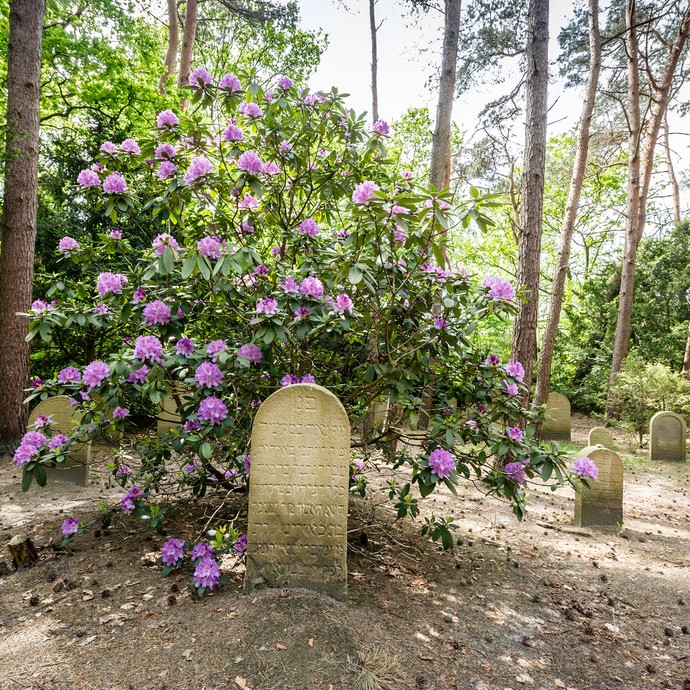 Zwischen den Grabsteinen des jüdischen Friedhofes blüht ein Busch. Es ist ein Rhododendron. Die Sonne scheint. (vergrößerte Bildansicht wird geöffnet)