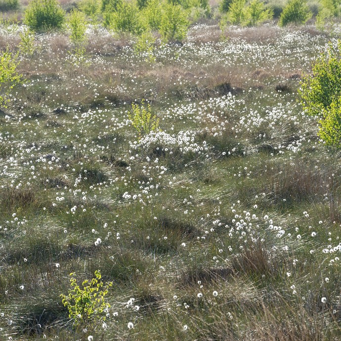 Moorlandschaft mit fruchtendem Wollgras und Moorbirken. (vergrößerte Bildansicht wird geöffnet)
