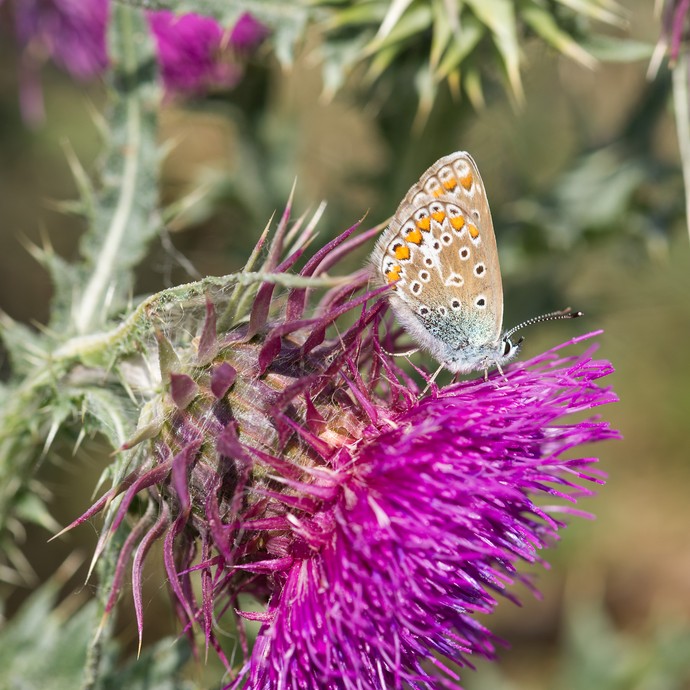 Ein Schmetterling (Bläuling) sitzt auf einer violetten Blüte (Nickende Distel). (vergrößerte Bildansicht wird geöffnet)