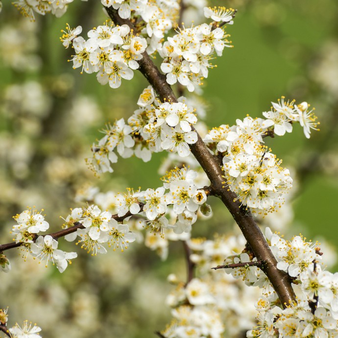 Zarte weiße Blüten an einem dunkelbraunen Ast. Sie gehören zum Schwarzdorn. Man kennt ihn auch als Schlehe. (vergrößerte Bildansicht wird geöffnet)