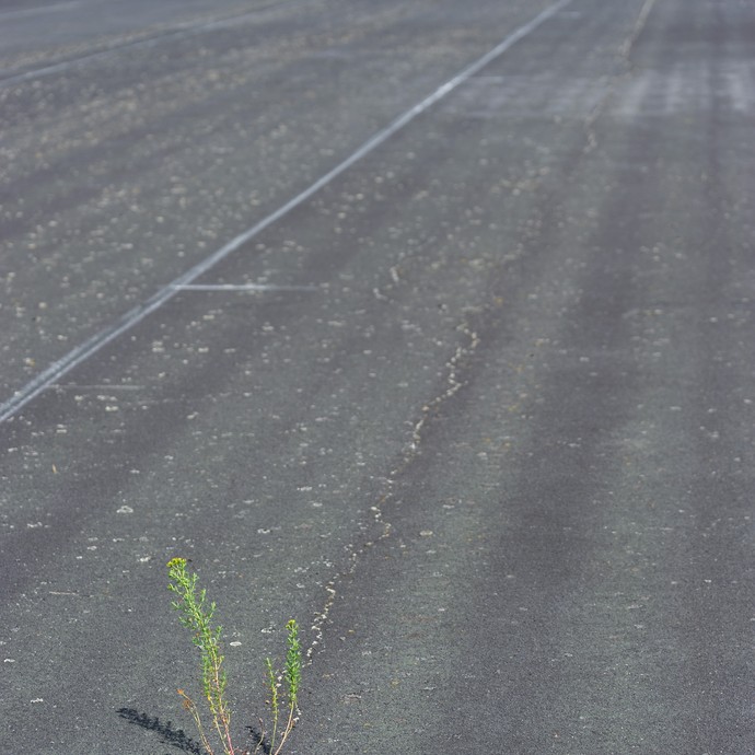 Das Foto zeigt die verlassene Startbahn. Im Vordergrund ist eine kleine Pflanze, die durch den Asphalt der Startbahn durchgewachsen ist. (vergrößerte Bildansicht wird geöffnet)