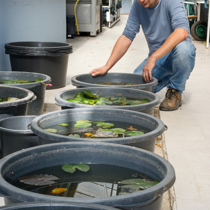 In fünf runden mit Wasser befüllten Behältern schwimmen Seerosen. Dahinter kniet Dr. Holger Kraus, der zoologische Leiter. (vergrößerte Bildansicht wird geöffnet)