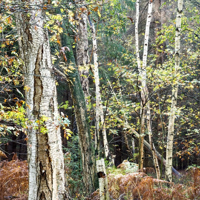 In einem Wald stehen Bäume mit weißer Rinde und grünen Blättern. Den Boden bedecken große braune Gräser. (vergrößerte Bildansicht wird geöffnet)