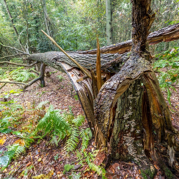 Ein Baum ist während eines Sturmes umgekippt. Der untere Teil des Baumstamms steht noch. Der Rest ist abgeknickt und liegt am Boden. (vergrößerte Bildansicht wird geöffnet)