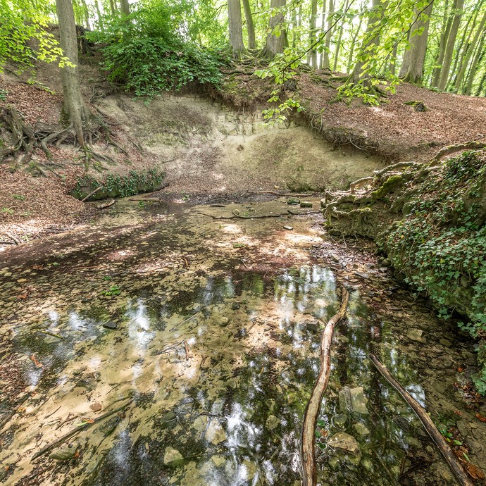 Brauner Waldboden und klares Wasser. Quelle eines Flusses mit Steinen und Ästen. Am Rand Baumstämme, Wurzeln und grüne Pflanzen. (vergrößerte Bildansicht wird geöffnet)