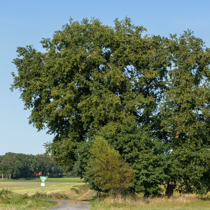 Im Mittelpunkt steht ein großer grüner Baum. Unten links neben dem Baum geht ein Feldweg entlang. (vergrößerte Bildansicht wird geöffnet)