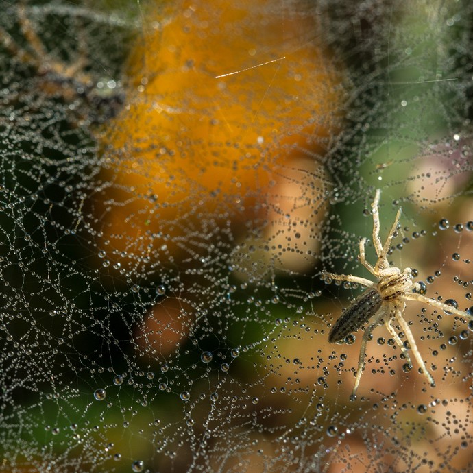 In einem Spinnennetz sitzt eine Halmstreckerspinne. Das Netz ist voll von Tautropfen, die wie viele kleine Perlen aussehen. (vergrößerte Bildansicht wird geöffnet)