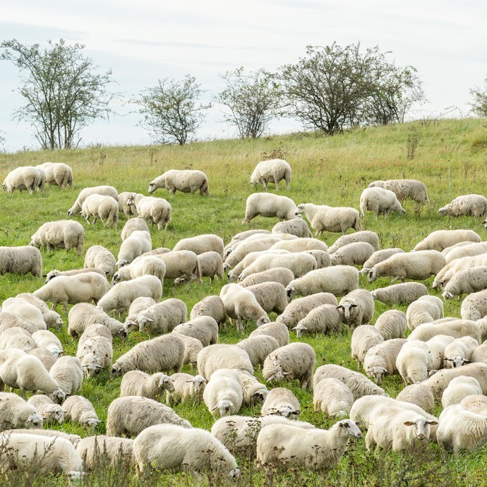 Nahaufnahme der Schafherde. Diese Schafe heißen "Bentheimer Landschafe". Es gibt nicht mehr viele Schafe dieser Rasse. Deshalb werden sie geschützt. (vergrößerte Bildansicht wird geöffnet)