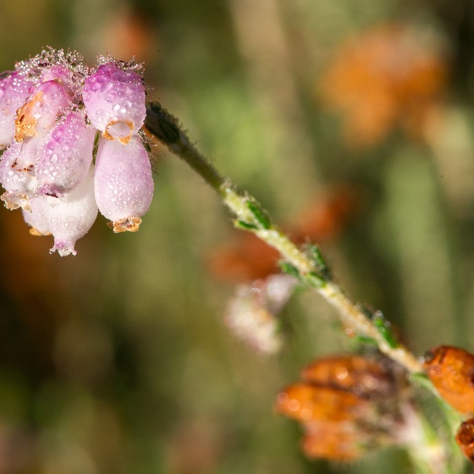Nahaufnahme einer rosa-weiß farbenen Blüte der Glockenheide. Die Blüte ist mit Tautropfen benetzt. (vergrößerte Bildansicht wird geöffnet)