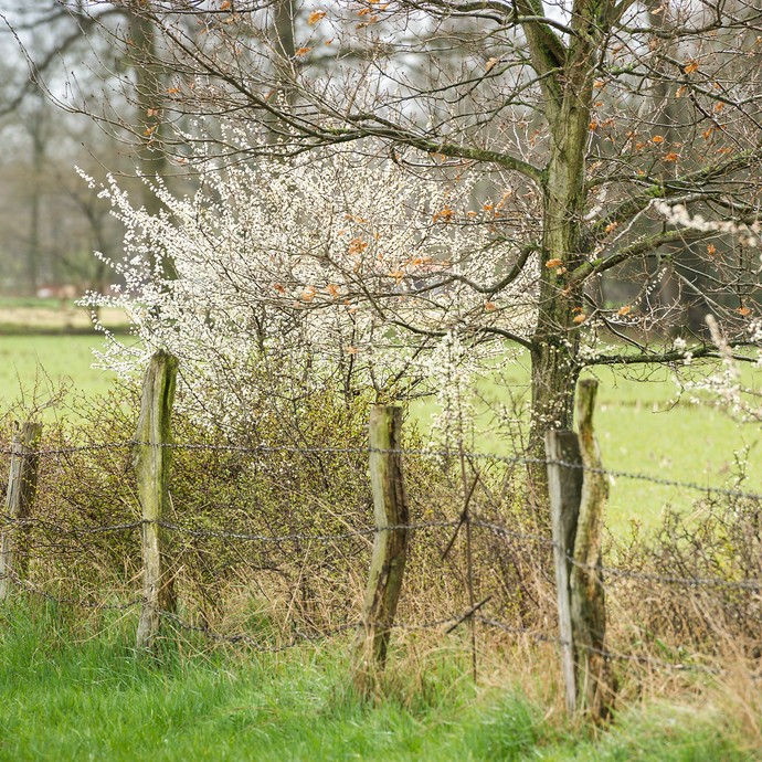 Weiß blühende Schlehen stehen an einem alten Zaun. Im Hintergrund sind eine große Weide und alte Bäume. (vergrößerte Bildansicht wird geöffnet)
